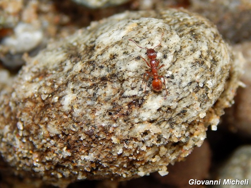 Formica rossa da ID: Myrmica sp.